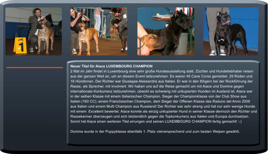 Neuer Titel fr Aiace LUXEMBOURG CHAMPION 2 Mal im Jahr findet in Luxembourg eine sehr groe Hundeausstellung statt. Zchter und Hundeliebhaber reisen  aus der ganzen Welt an, um an diesem Event teilzunehmen. Es waren 45 Cane Corso gemeldet. 29 Rden und 16 Hndinnen. Der Richter war Giuseppe Alessandra aus Italien. Er war in den 80igern bei der Rckfhrung der  Rasse, als Sprecher, mit involviert. Wir haben uns auf die Reise gemacht um mit Aiace und Domina gegen  internationale Konkurrenz teilzunehmen, obwohl es schwierig mit unkupierten Hunden im Ausland ist. Aiace war  in der selben Klasse mit einem Italienischen Champion, Sieger der Championklasse von der Club Show aus  Italien (160 CC), einem Franzsischen Champion, dem Sieger der Offenen Klasse des Raduno del Anno 2009  aus Italien und einem Multi Champion aus Russland! Der Richter war sehr streng und hat nur sehr wenige Hunde mit einem  Excellent bewertet. Aiace konnte als einzig unkupierter Hund in seiner Klasse dennoch den Richter und Rassekenner berzeugen und sich letztendlich gegen die Topkonkurrenz aus Italien und Europa durchsetzen.  Somit hat Aiace einen weiteren Titel errungen und seinen LUXEMBOURG CHAMPION fertig gemacht! :-)  Domina wurde in der Puppyklasse ebenfalls 1. Platz vielversprechend und zum besten Welpen gewhlt.