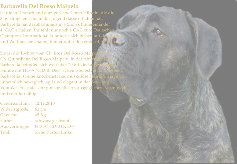 Barbarella Del Rosso Malpelo ist die in Deutschland einzige Cane Corso Hndin, die die 3. wichtigsten Titel in der Jugendklasse erhalten hat. Barbarella hat darberhinaus in 4 Shows hintereinander 4. CAC erhalten. Ihr fehlt nur noch 1 CAC zum Deutschen Champion. International konnte sie sich bisher, auf den Europa-  und Weltmeisterschafen, immer unter den ersten 4 platzieren.  Sie ist die Tochter vom Ch. Eros Del Rosso Malpelo und Ch. Quintiliana Del Rosso Malpelo. In der Ahnentafel von Barbarella befinden sich weit ber 20 offiziell ausgewertete Hunde mit HD-A / HD-B. Dies ist keine Selbstverstndlichkeit. Barbarella ist eine knochenstarke, muskulse Hndin, dennoch unheimlich beweglich, agil und elegant in der Bewegug. Vom Wesen ist sie sehr gut sozialisiert, ausgeglichen, vertrglich und sehr lernfhig.   Geburtsdatum:	12.11.2010 Wideristgre:	62 cm Gewicht:		45 Kg Farbe:		schwarz gestromt Auswertungen:	HD-A1 ED-0 OCD-0 Titel:			Siehe Kasten Links