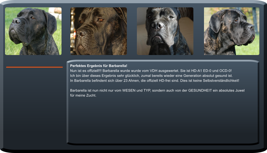Perfektes Ergebnis fr Barbarella!  Nun ist es offiziell!!! Barbarella wurde wurde vom VDH ausgewertet. Sie ist HD-A1 ED-0 und OCD-0! Ich bin ber dieses Ergebnis sehr glcklich, zumal bereits wieder eine Generation absolut gesund ist. In Barbarella befindent sich ber 23 Ahnen, die offiziell HD-frei sind. Dies ist keine Selbstverstndlichkeit!  Barbarella ist nun nicht nur vom WESEN und TYP, sondern auch von der GESUNDHEIT ein absolutes Juwel fr meine Zucht.